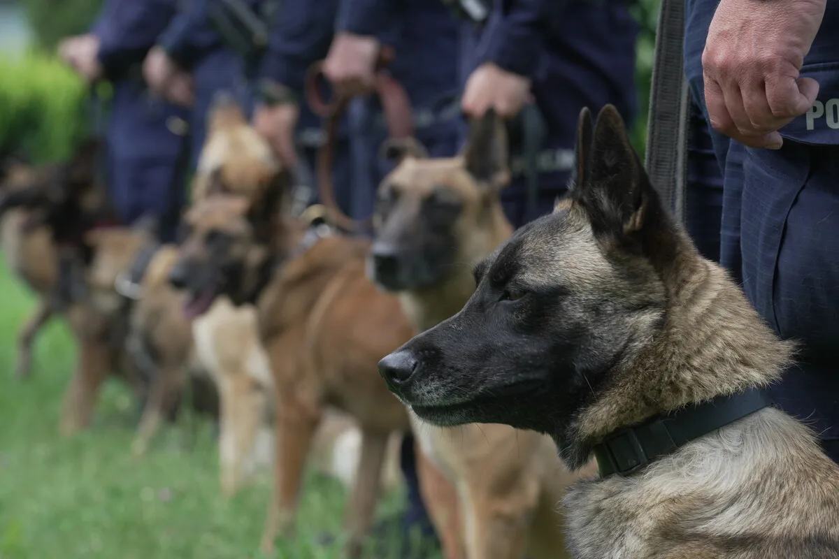 Eliminacje do XXIII Kynologicznych Mistrzostw Policji psów służbowych w Małopolsce